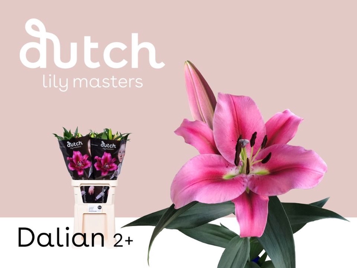 <h4>Li Or Dalian 2+ Lily Master</h4>