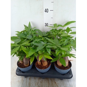 Pachira aquatica