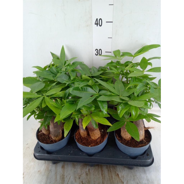 <h4>Pachira aquatica</h4>