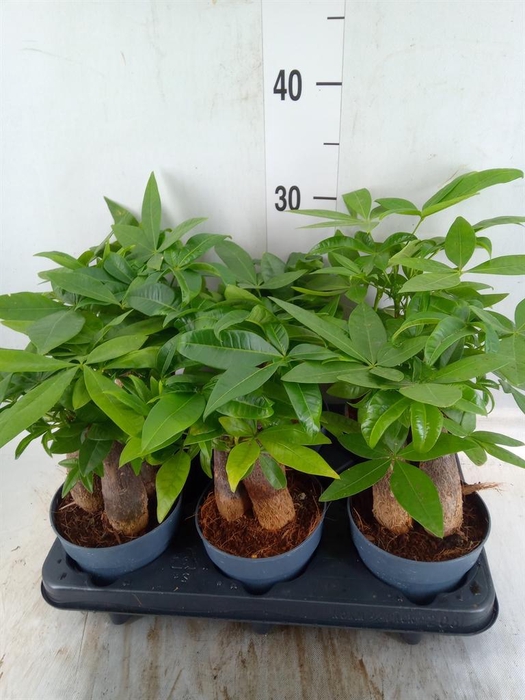 <h4>Pachira aquatica</h4>