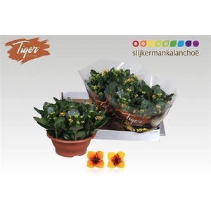 KAL EN TIGER GEM