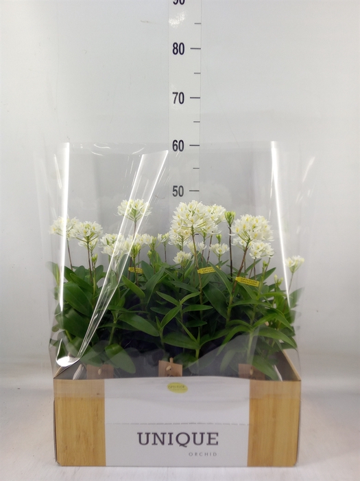 <h4>Epidendrum   ...</h4>