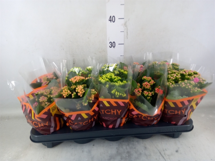 <h4>Kalanchoe blos.   ..rosebud mix  5</h4>