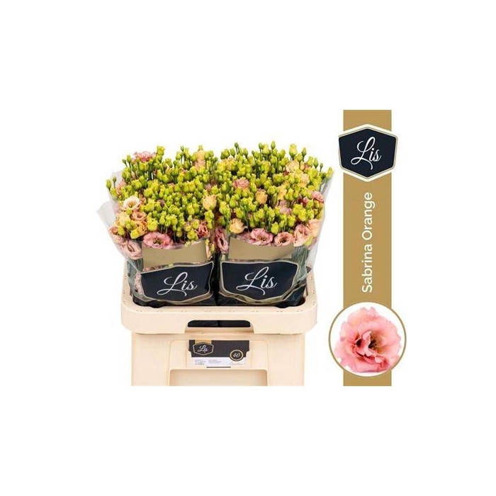 <h4>Eus G Sabrina Orange</h4>