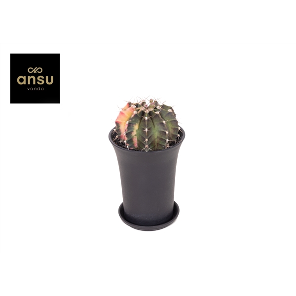 <h4>Gymno Cactus 'Variegated' XL</h4>