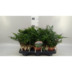 Humata griffithiana var. tyermannii