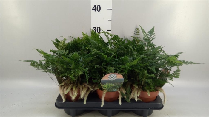 <h4>Humata griffithiana var. tyermannii</h4>