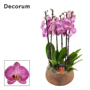 Yara 6 tak symphony purple (Deco-collection)