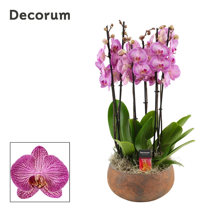 <h4>Yara 6 tak symphony purple (Deco-collection)</h4>