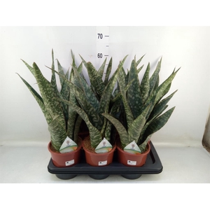 Sansevieria trifa.   ...