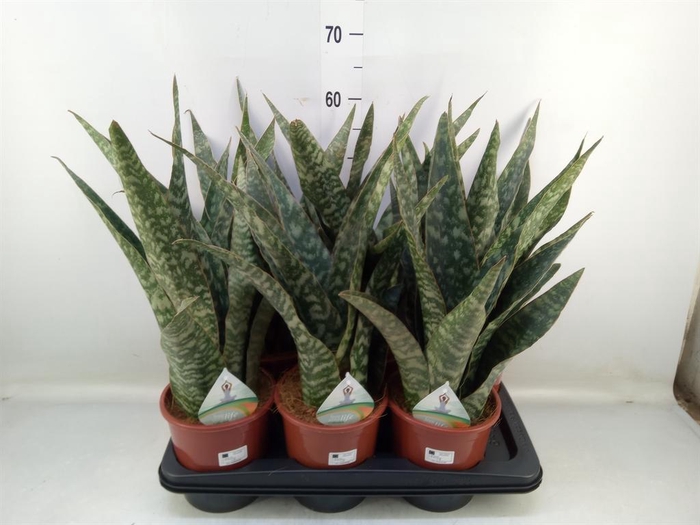 <h4>Sansevieria trifa.   ...</h4>