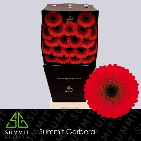 <h4>Ge Mi Red Ruby Diamond</h4>