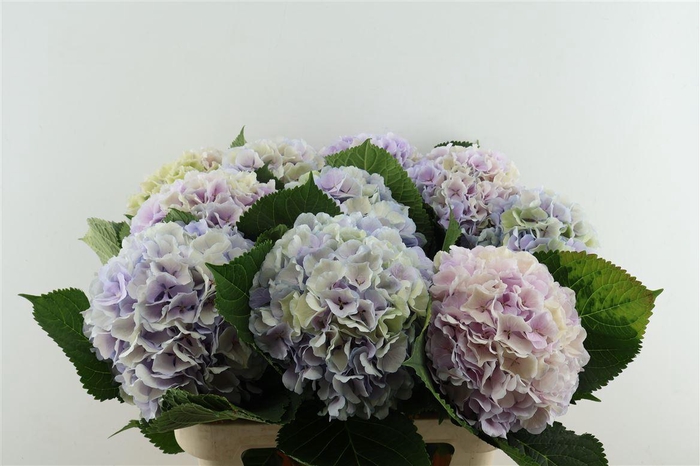 <h4>Hydr M Cl. Verena Pastel 80-22</h4>
