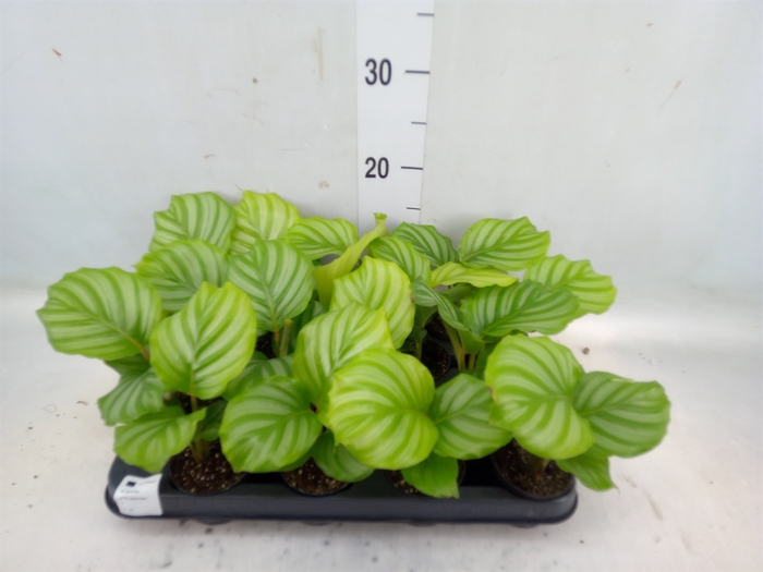 <h4>Calathea orbifolia</h4>