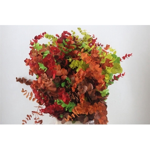 Euca Cinerea Harelquino Mix 200gr P Bunch