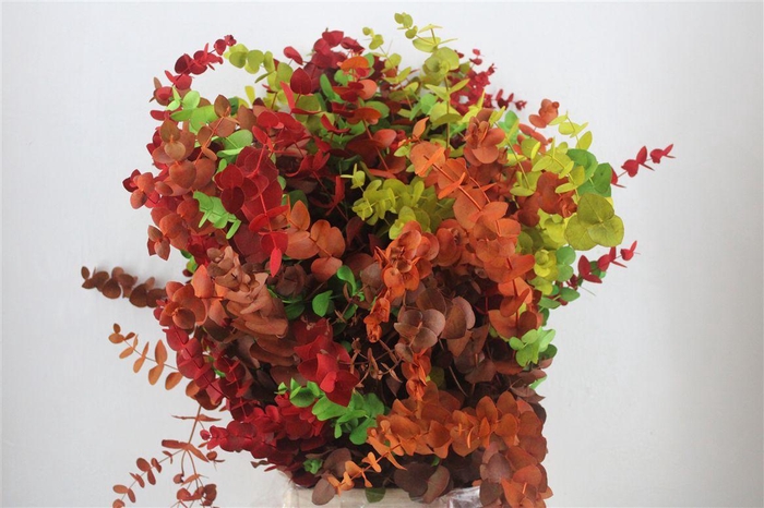 <h4>Euca Cinerea Harelquino Mix 200gr P Bunch</h4>