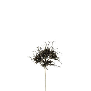 Carnation Spider 55cm