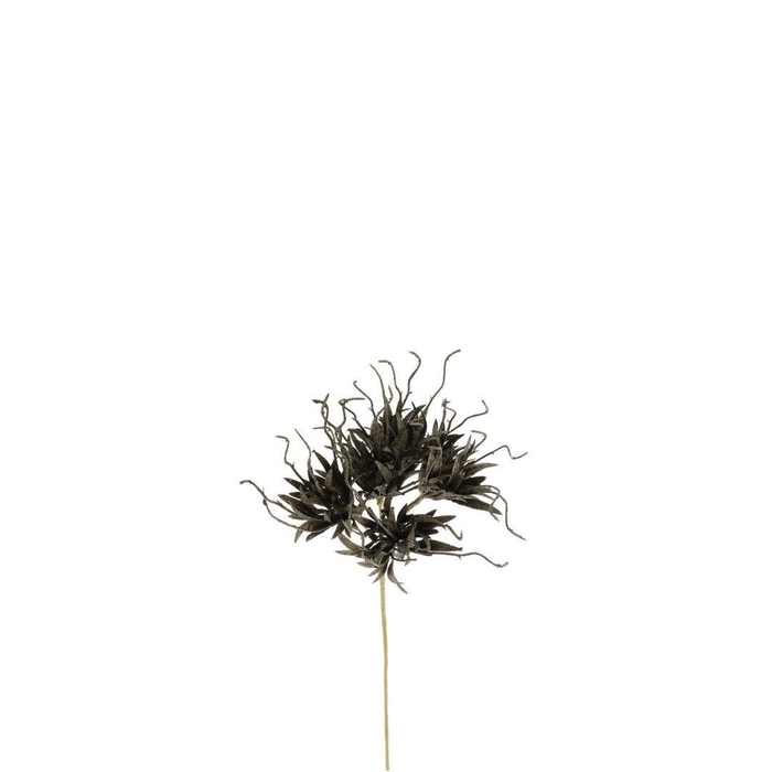 <h4>Carnation Spider 55cm</h4>
