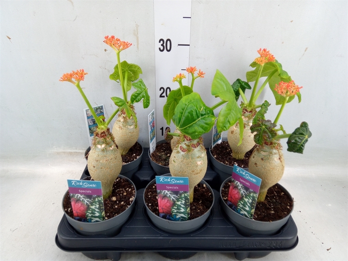 <h4>Jatropha podagrica</h4>