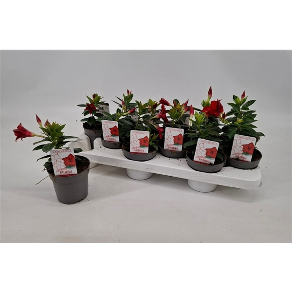 <h4>Dipladenia 'Rio' Dark Red</h4>