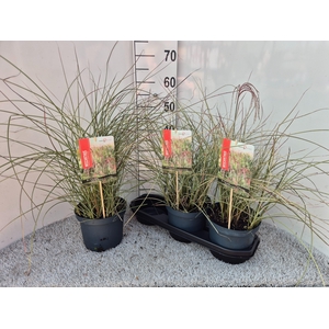 MISC SINENSIS