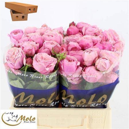 <h4>R Tr Silva Pink+</h4>