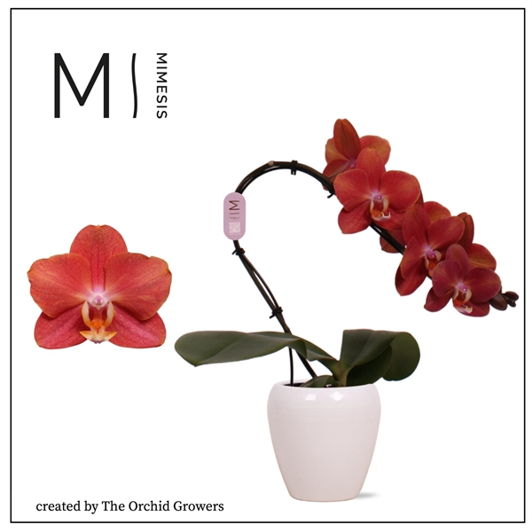 <h4>Mimesis Phal. Swan Orange - 1 spike 7cm in Martine White Ceramic</h4>