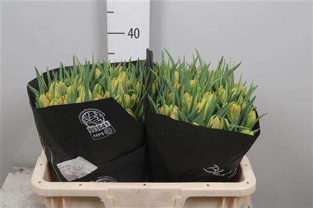 <h4>Tu Du Monte Orange</h4>