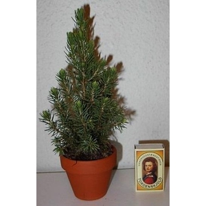 PICEA GLAUCA p7 10x12 per laag