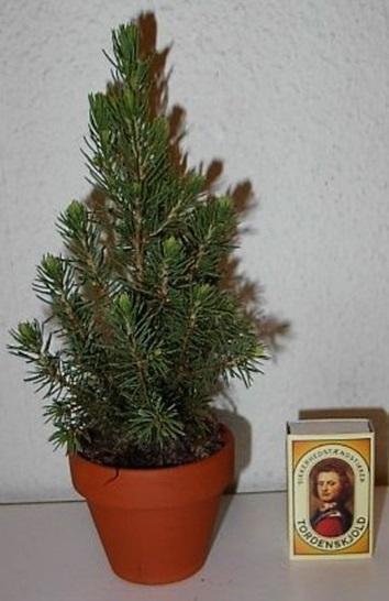<h4>PICEA GLAUCA p7 10x12 per laag</h4>