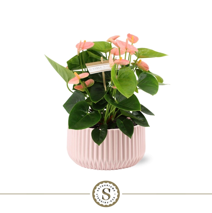 <h4>Table Spirit in Madeira Keramiek</h4>