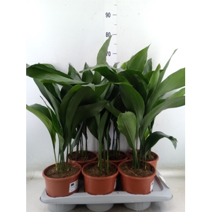 Aspidistra elat.