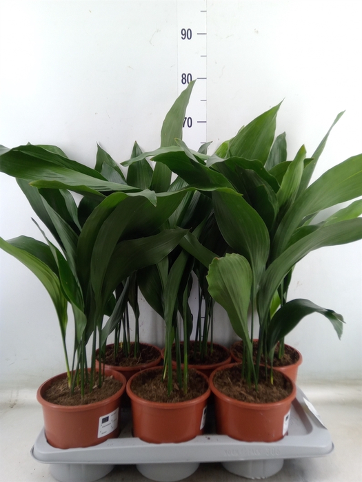 <h4>Aspidistra elat.</h4>