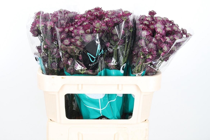 <h4>Astr Star Of Desire</h4>