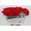 Dianthus St Arona