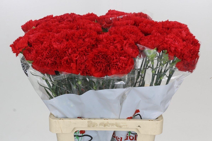 <h4>Dianthus St Arona</h4>