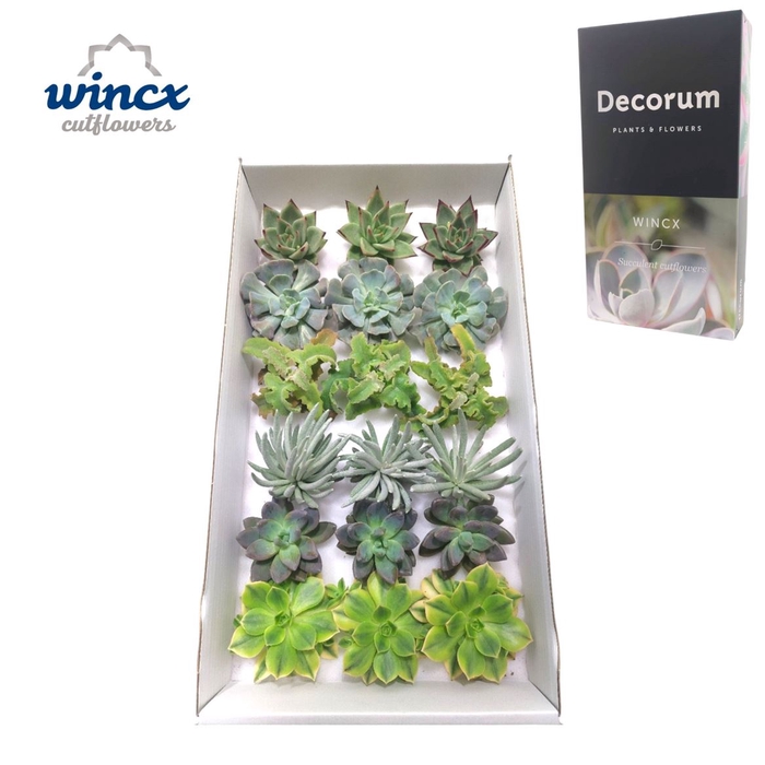 <h4>Echeveria Ov</h4>