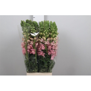 Antir Poto Earl Pink