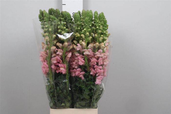 <h4>Antir Poto Earl Pink</h4>