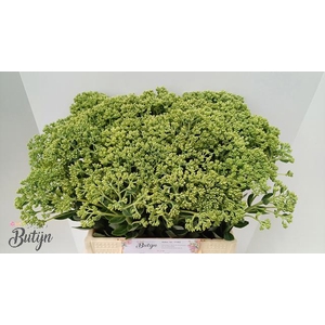 SEDUM SPECTABILE