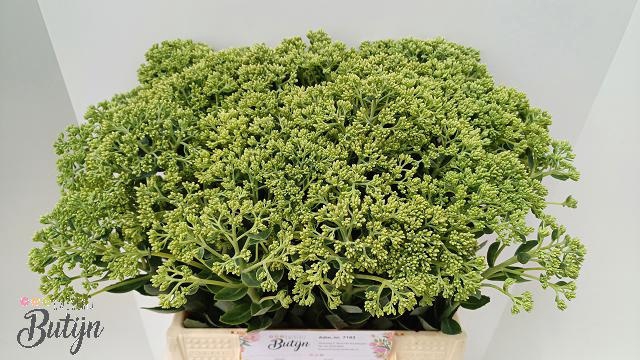 <h4>SEDUM SPECTABILE</h4>