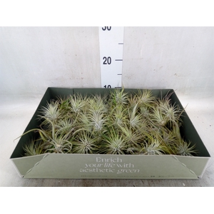 Tillandsia