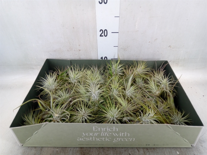 <h4>Tillandsia</h4>