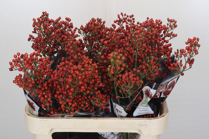 Rozenbottel Autumn Rosefruits