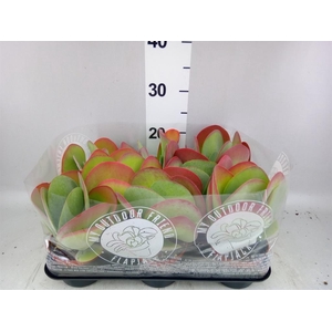 Kalanchoe NF thyrsiflora