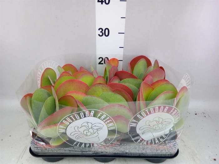 <h4>Kalanchoe NF thyrsiflora</h4>