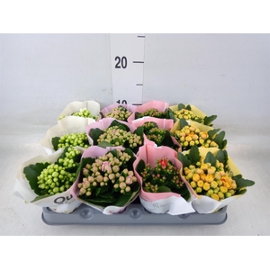 Kalanchoe blos.   ..rosebud mix  4