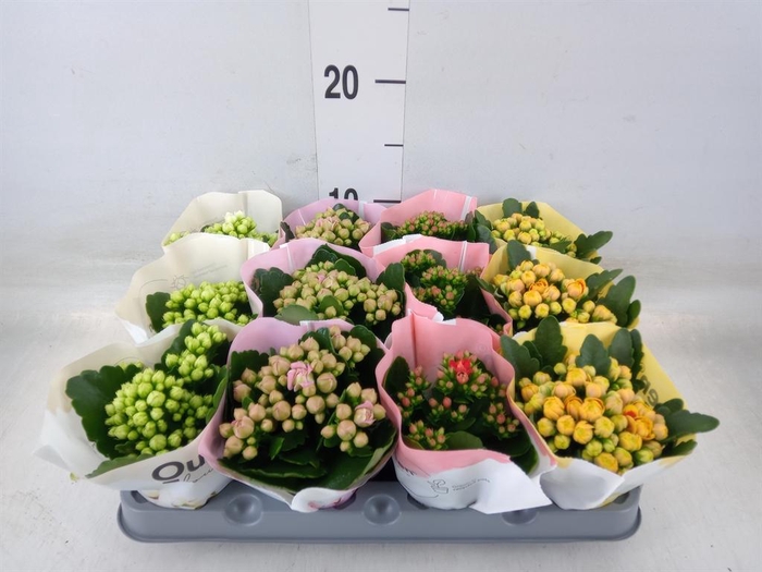 <h4>Kalanchoe blos.   ..rosebud mix  4</h4>