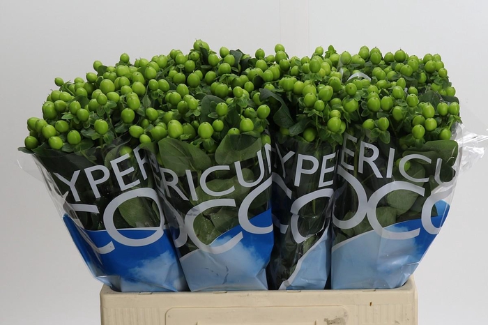 <h4>Hypericum Coco Bamboo</h4>