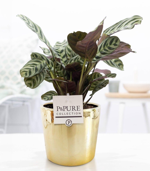<h4>Ctenanthe Burle Marxii in P&PURE Laryssa ceramics shiny gold</h4>